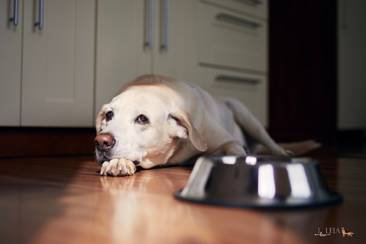 When your dog won't drink: Understanding dehydration and what to do