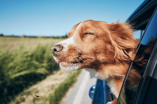 How to Travel Stress-Free with your Dog