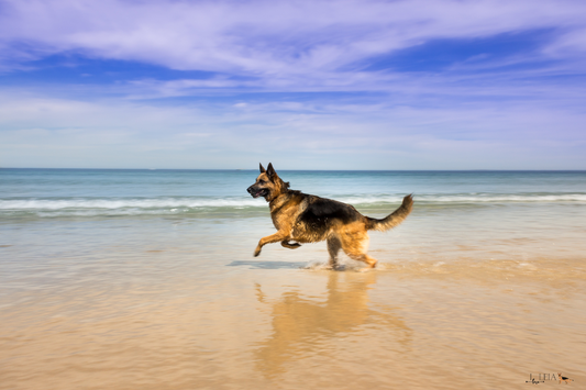 Is Salt Water safe for dogs? A vet-approved guide for beach days