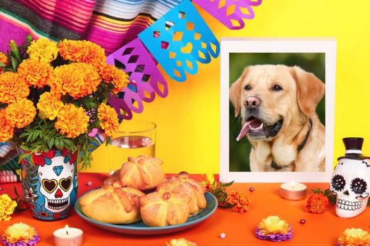 How to Create Day of the Dead Altar for your Dog