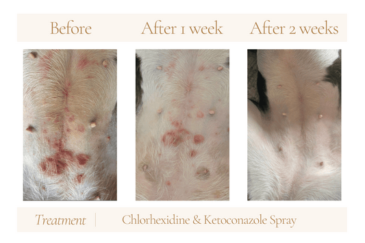 Home Remedies for Common Skin Issues in Dogs