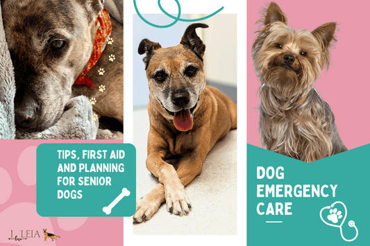 Dog Emergency Care: Tips, First Aid, and Planning for Senior Dogs