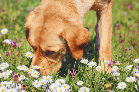 The Importance of Letting Your Senior Dog Sniff During Walks