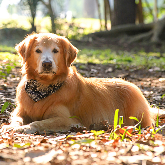 The best treatments for arthritis in dogs - iloveleia.com