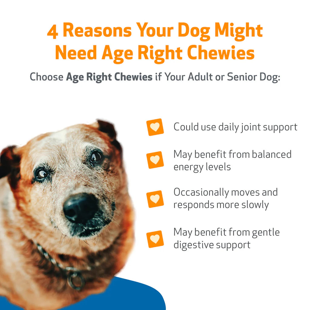 Daily supplement for Senior Dogs | Age Right Chewies Pet Wellbeing