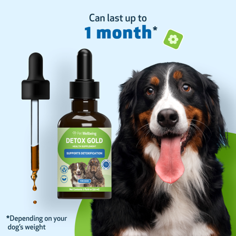 Detox for Dogs | Detox Gold Pet Wellbeing
