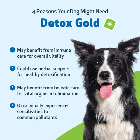 Detox for Dogs | Detox Gold Pet Wellbeing