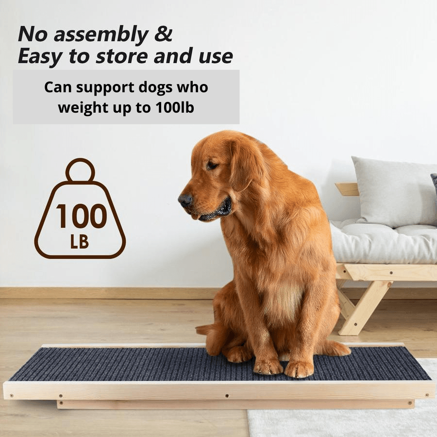 Golden Retriever dog sitting on collapsed wooden dog ramp