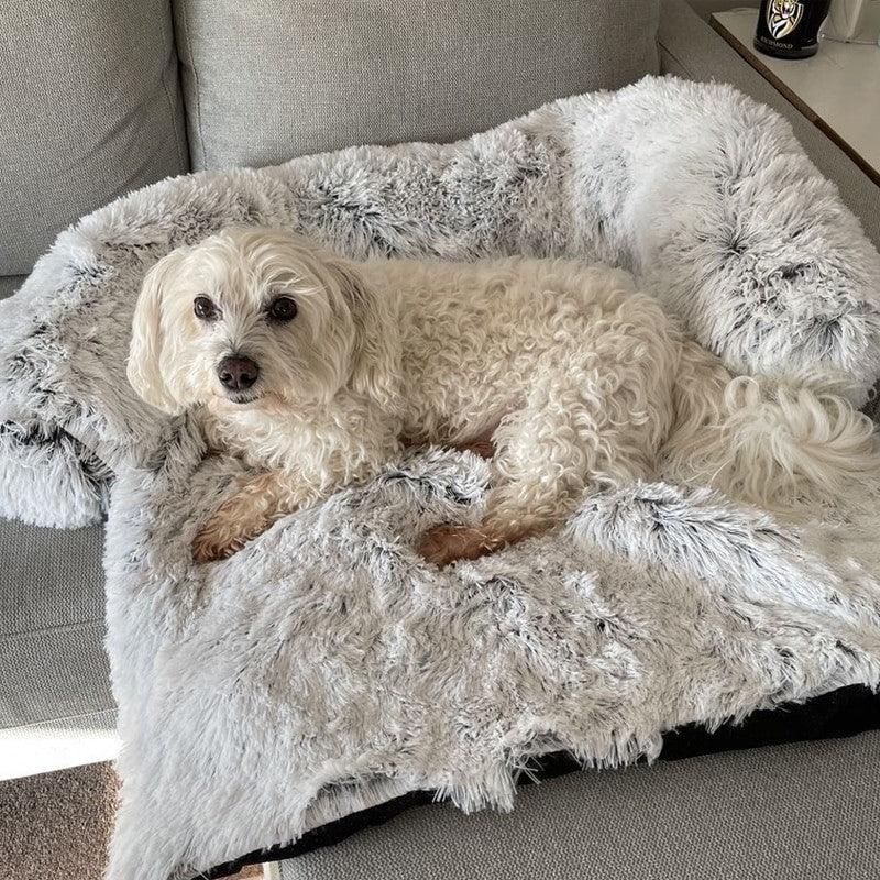 Small white dog on small size dog cover for couch