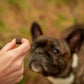 Hand holding CBD chew in front of a French Bulldog