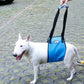 Terrier dog wearing a blue dog support sling around the waist