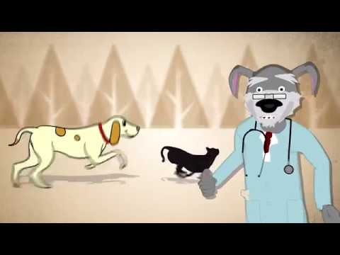 Nutri Vet Hip and Joint Supplement Video