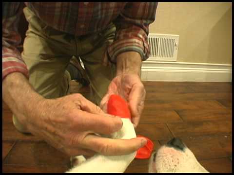 How to fit Pawz dog boots video