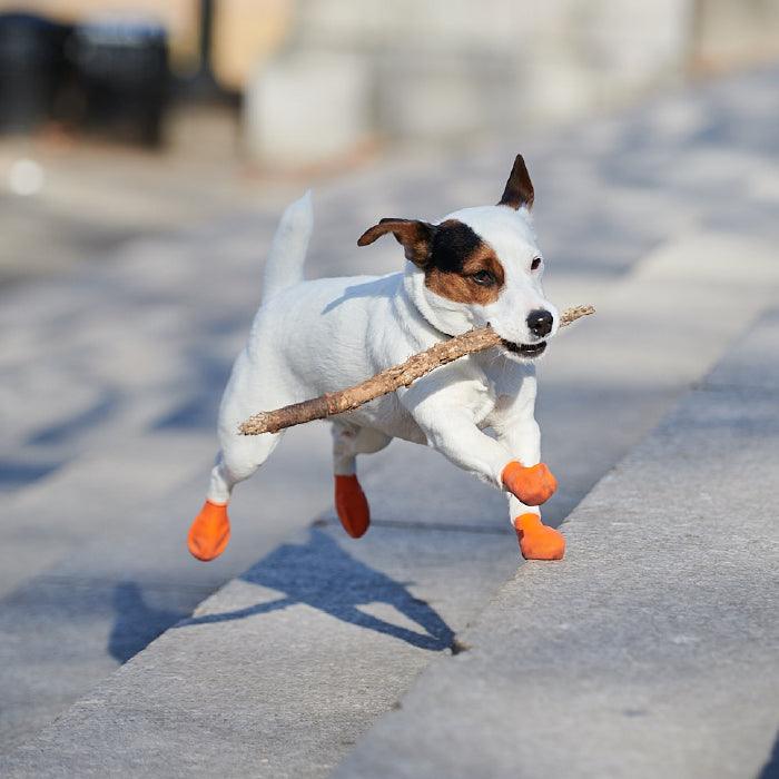 Jack Russell dog wearing Pawz extra small dog boots in orange