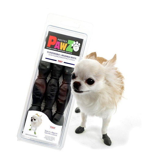 Chihuahua dog wearing Pawz tiny size dog boots in black