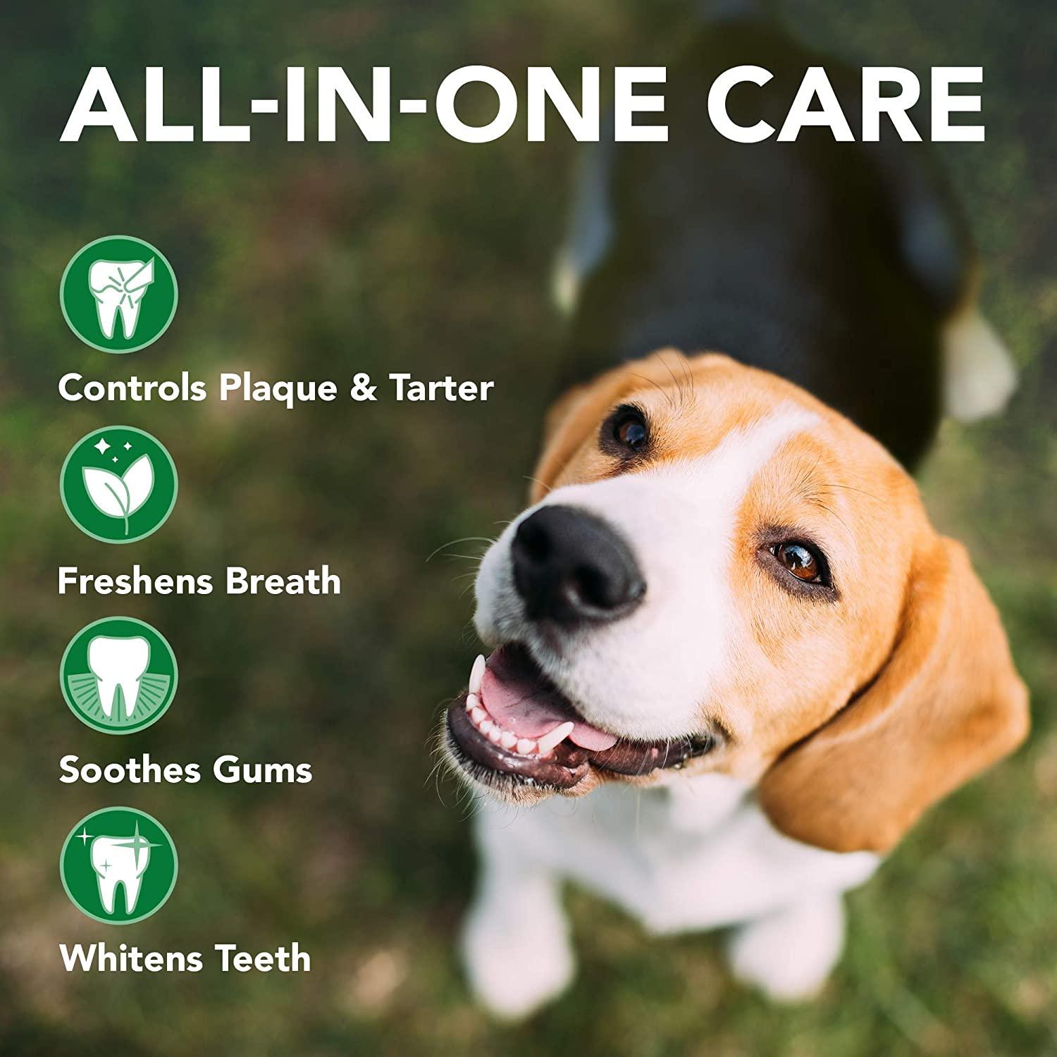 Beagle dog