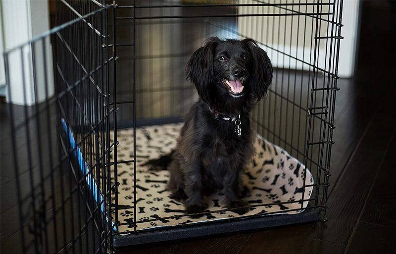 small dog in a crate lined with a washable incontinence pad