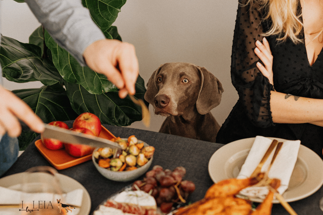 Dog-Friendly Thanksgiving Foods