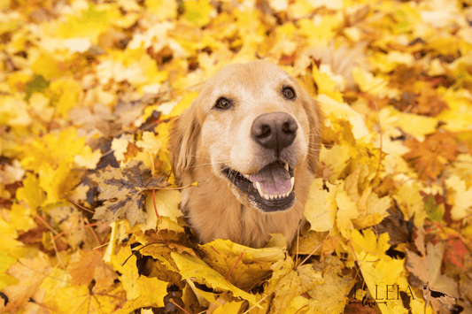 senior dog during the winter