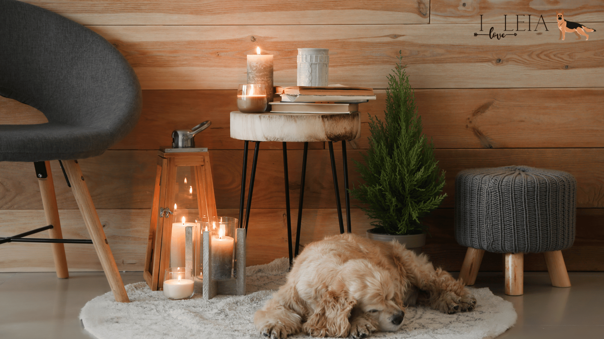 Pet-Safe Fall Scents: Keeping Your Home Cozy Without Harming Your Dog