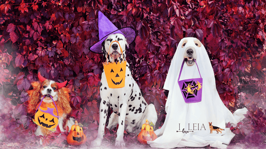 Spooky (But Safe!) Halloween fun with your Senior Dog