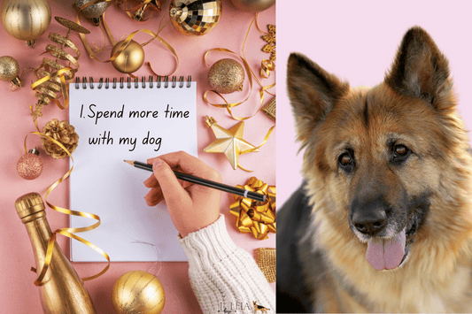 10 New Year's Resolution Ideas for Senior Dog Parents