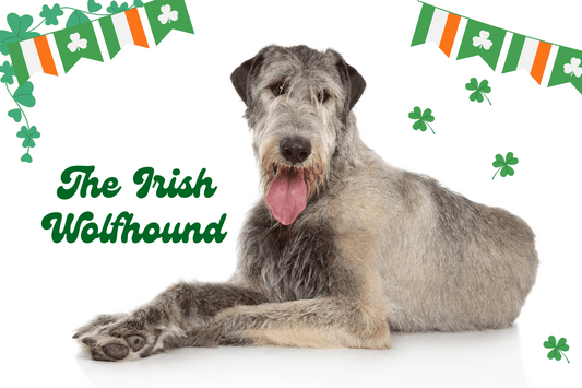 💚 Famous Irish Dog Breeds and Proverbs