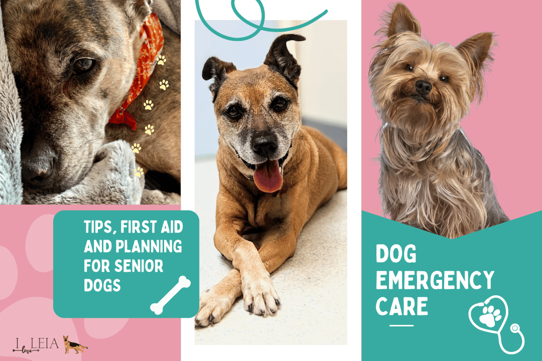 Dog Emergency Care: Tips, First Aid, and Planning for Senior Dogs