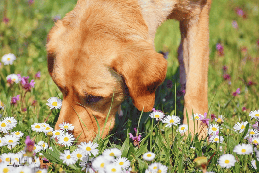 The Importance of Letting Your Senior Dog Sniff During Walks