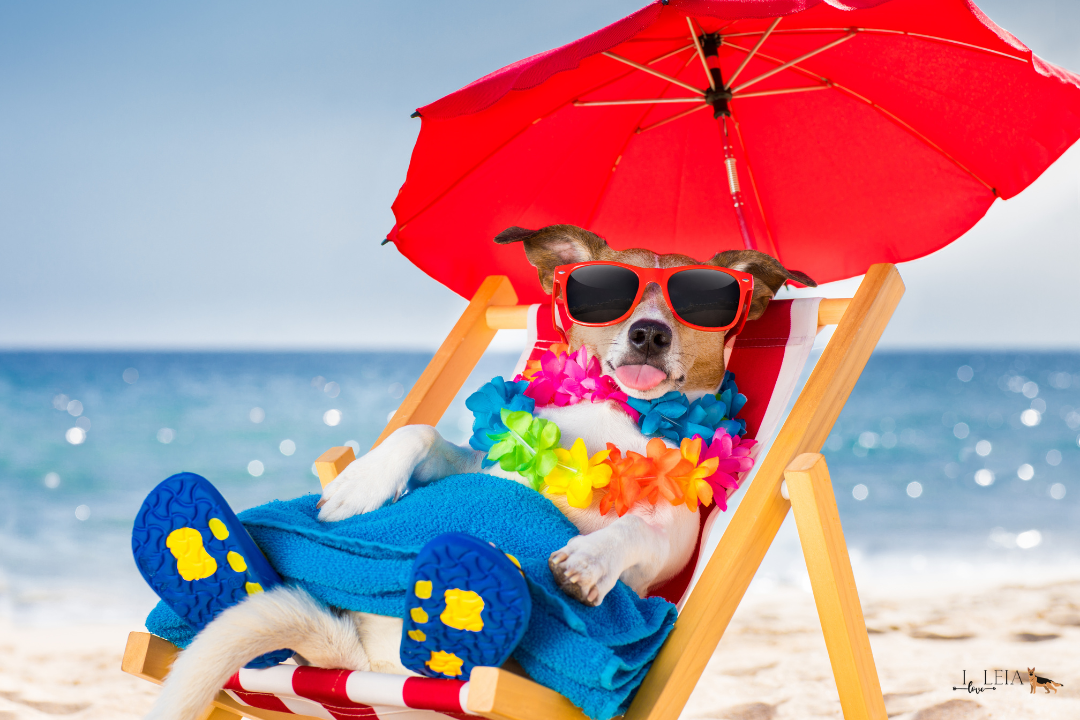 How to keep a dog cool during summer