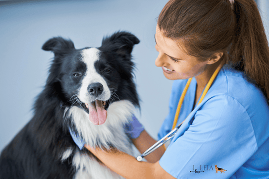 Understanding Spay Incontinence in Female Dogs