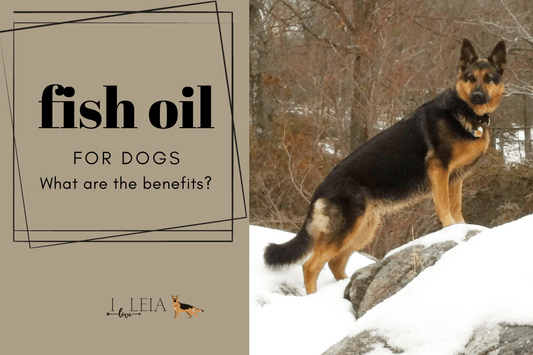 Fish Oil for Dogs Benefits - iloveleia.com