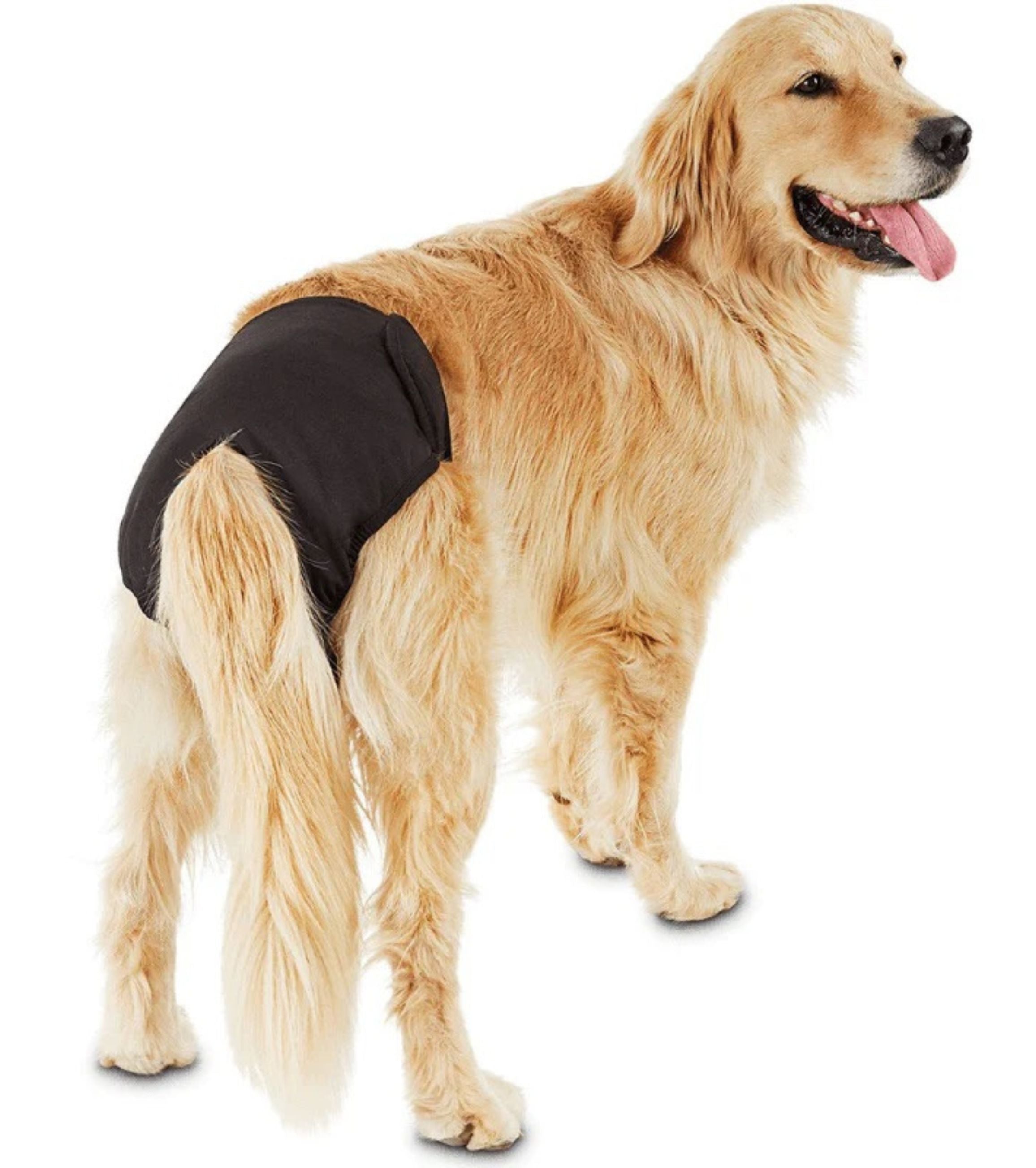 Dog Incontinence - iloveleia.com