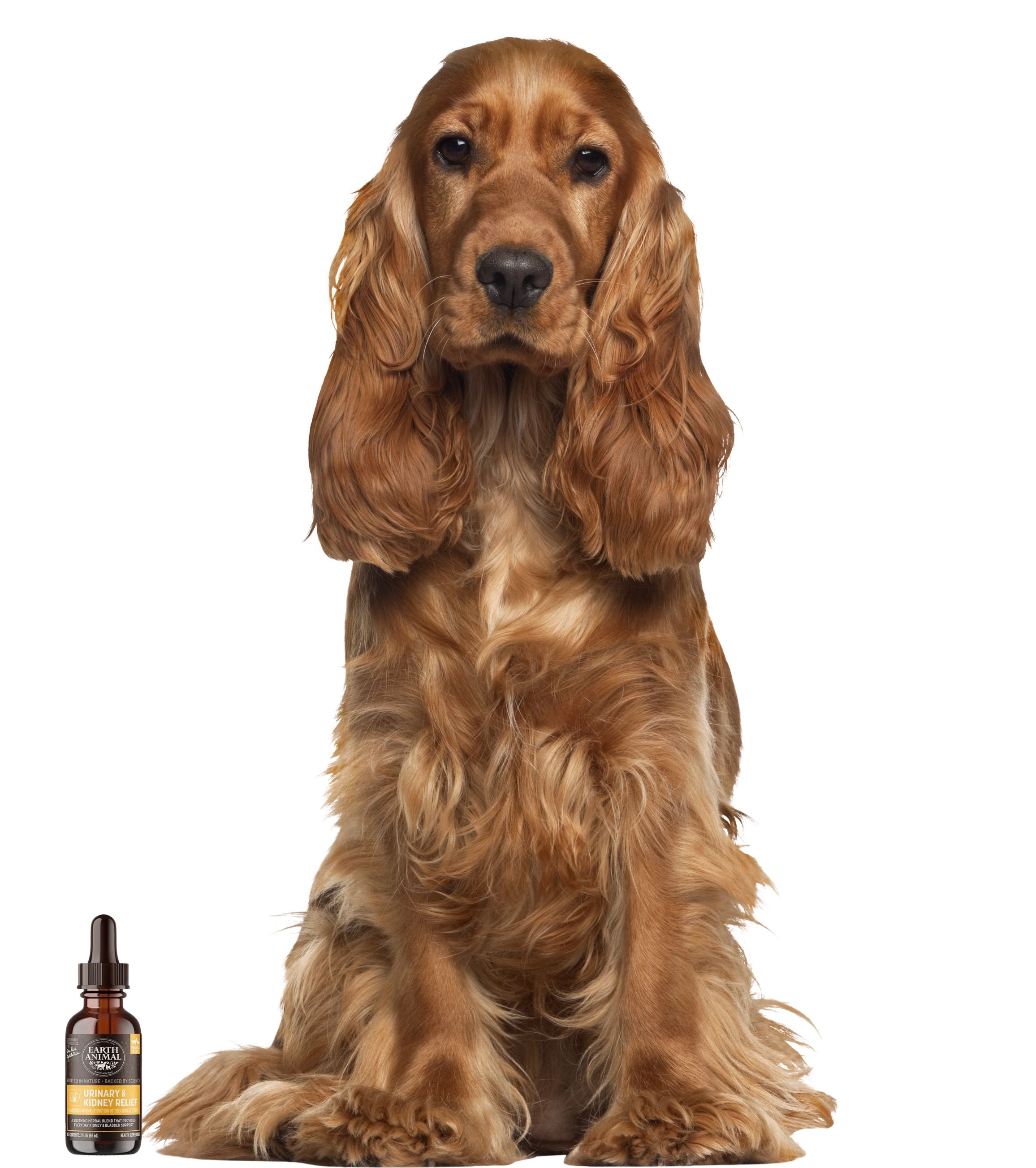 Kidney & Bladder Care for Senior Dogs - iloveleia.com