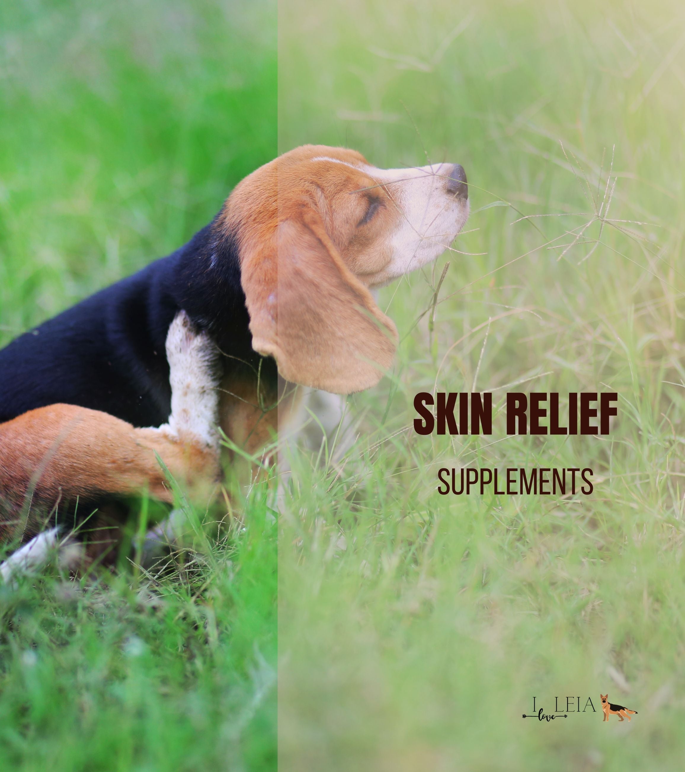 Dog Supplements for Itchy Skin