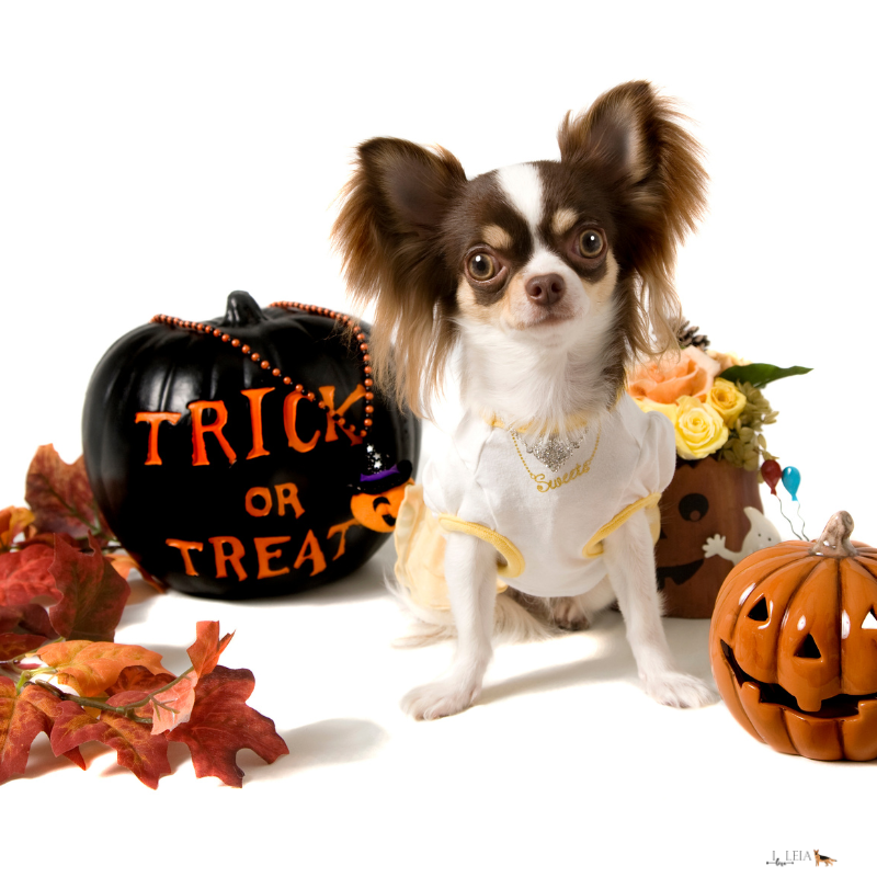 Seasonal Picks