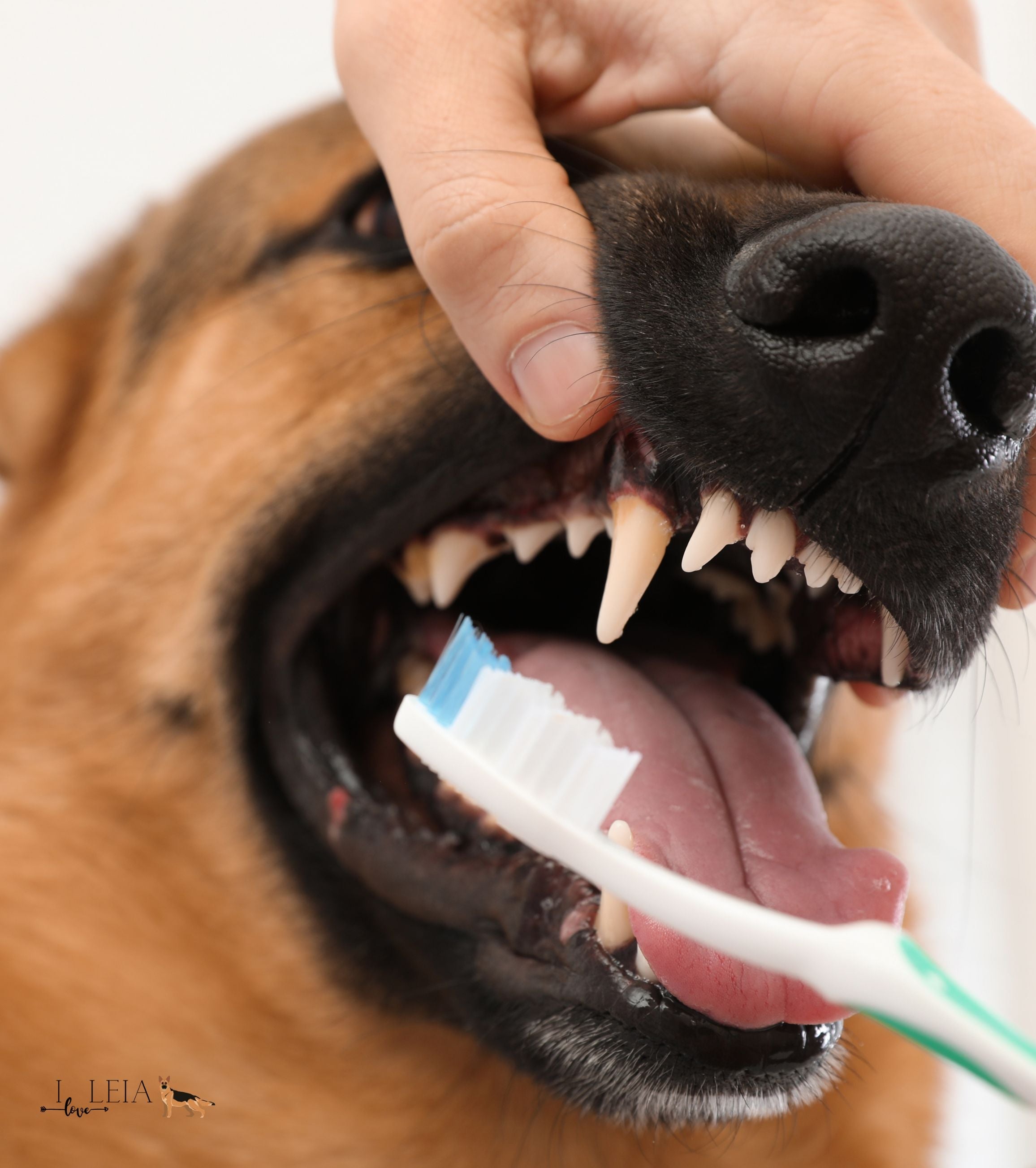 Dog Dental Care - iloveleia.com
