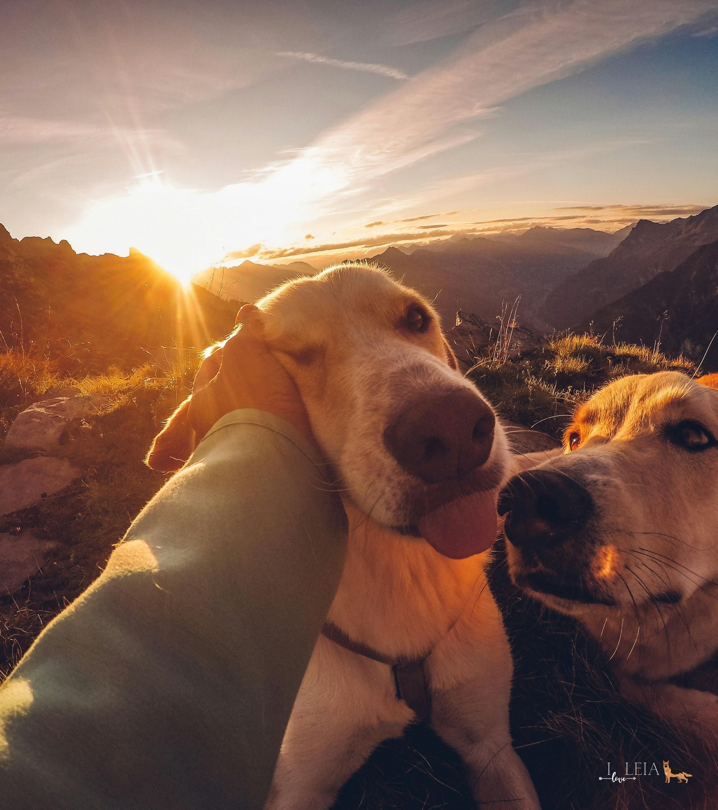 Natural Probiotics for Dogs - iloveleia.com