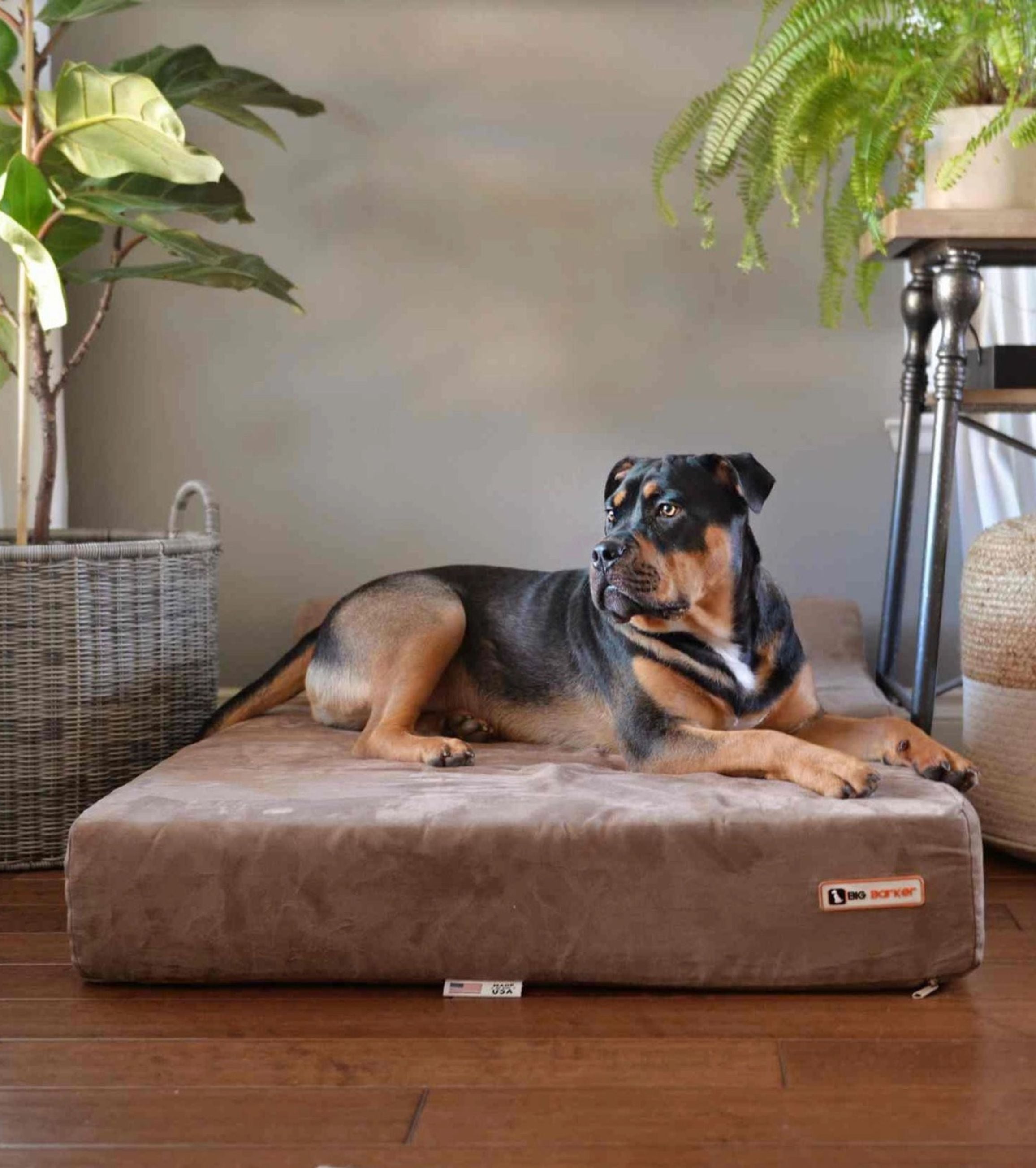 Orthopedic Dog Beds - iloveleia.com