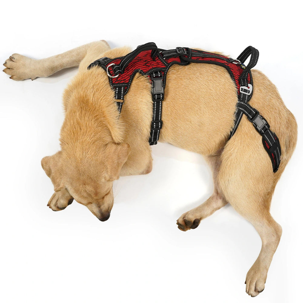 A tan dog lying on a white background wearing a red and black harness.