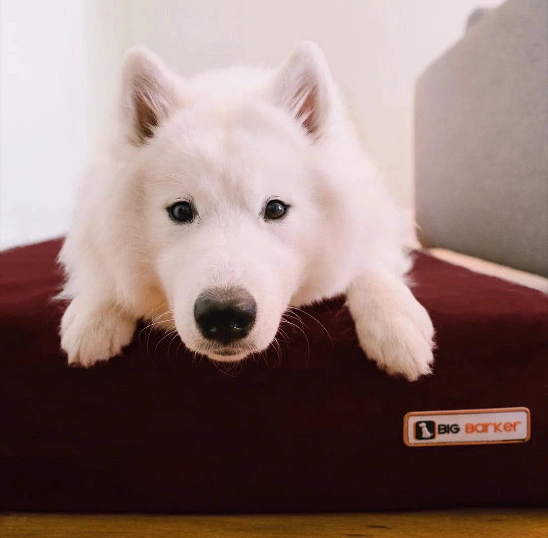 7" Orthopedic Memory Foam Dog Bed Sleek Edition | Big Barker