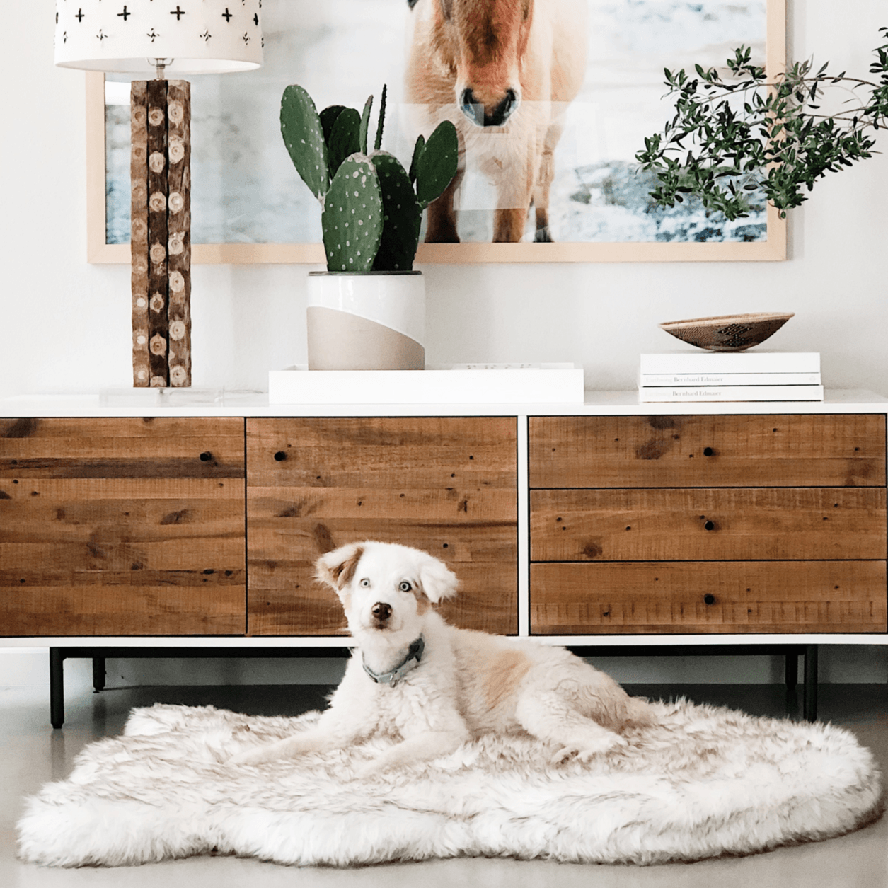 Dog sitting on a white rug in a modern living room with wooden furniture and decorative items.