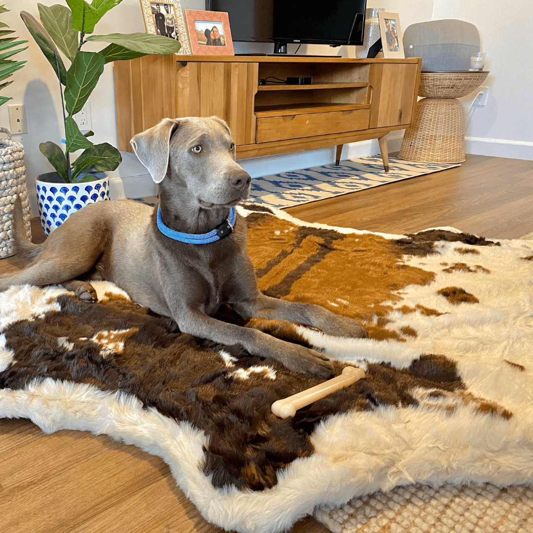 Dog lying on a cowhide rug in a living room with a TV and furniture in the background.
