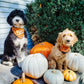 Halloween Dog Bandana - Little Pumpkin