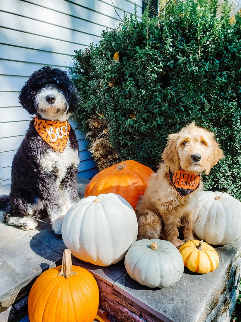 Halloween Dog Bandana - Little Pumpkin