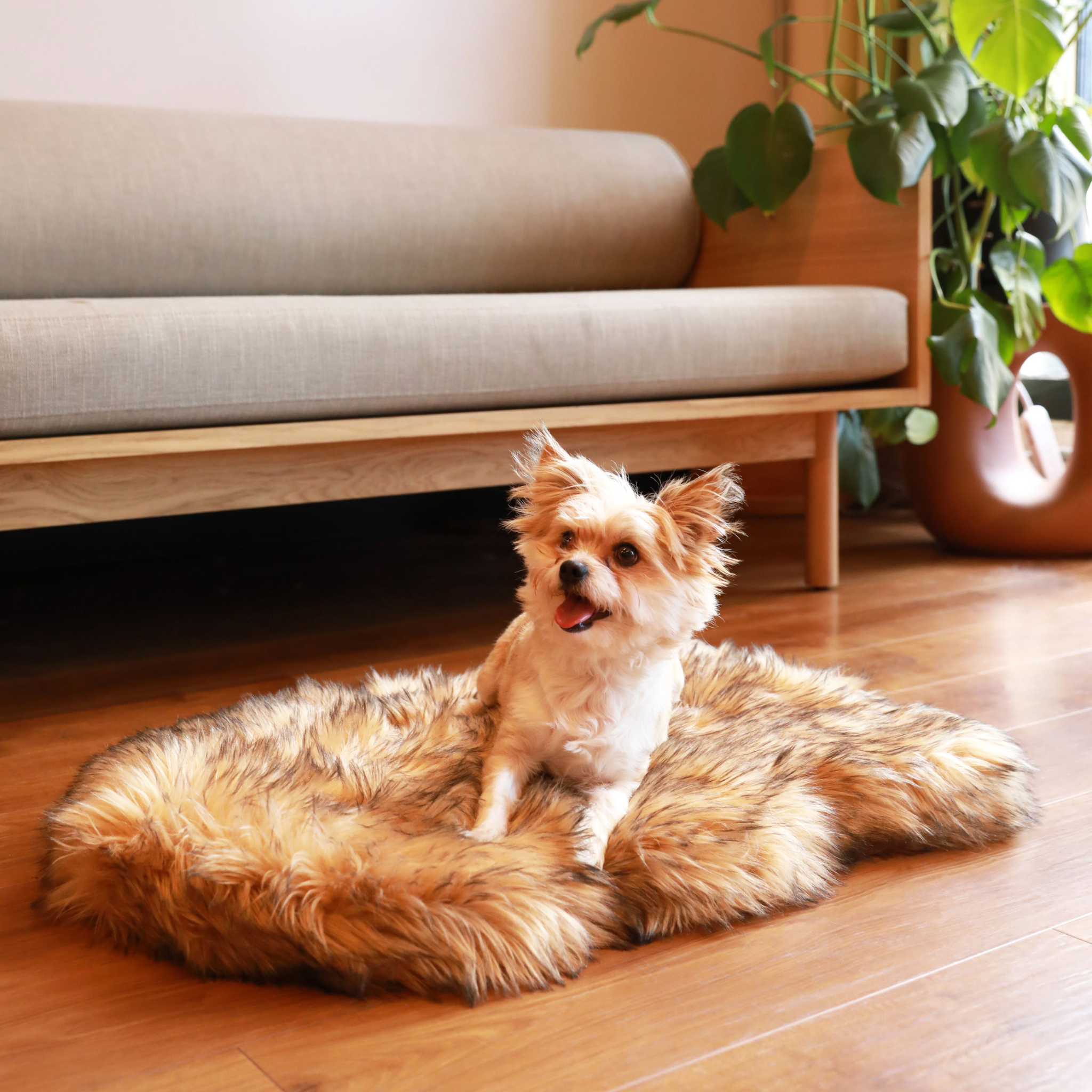 Small dog sitting on a fluffy rug in a living room with a couch and plant in the background.