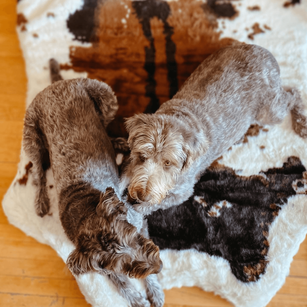 Two dogs lying on a cowhide rug with a wooden floor underneath