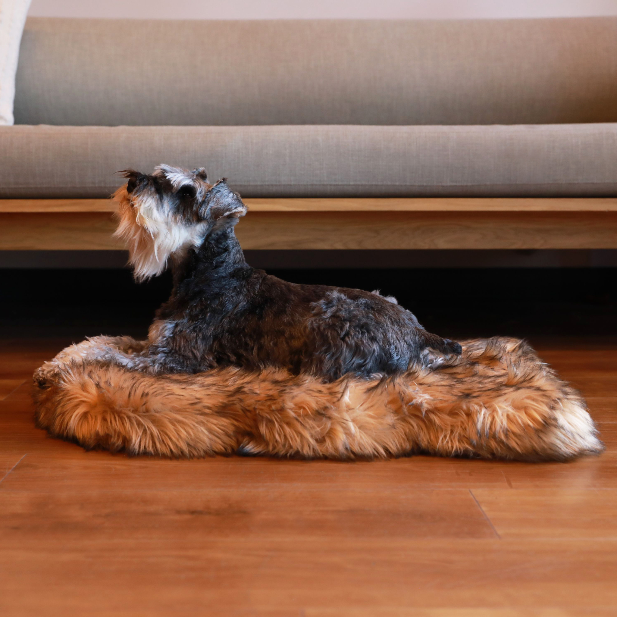 Dog lying on a fluffy brown mat in a room with a sofa.