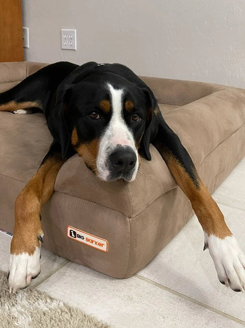 7" Orthopedic Dog Sofa Bed | Big Barker