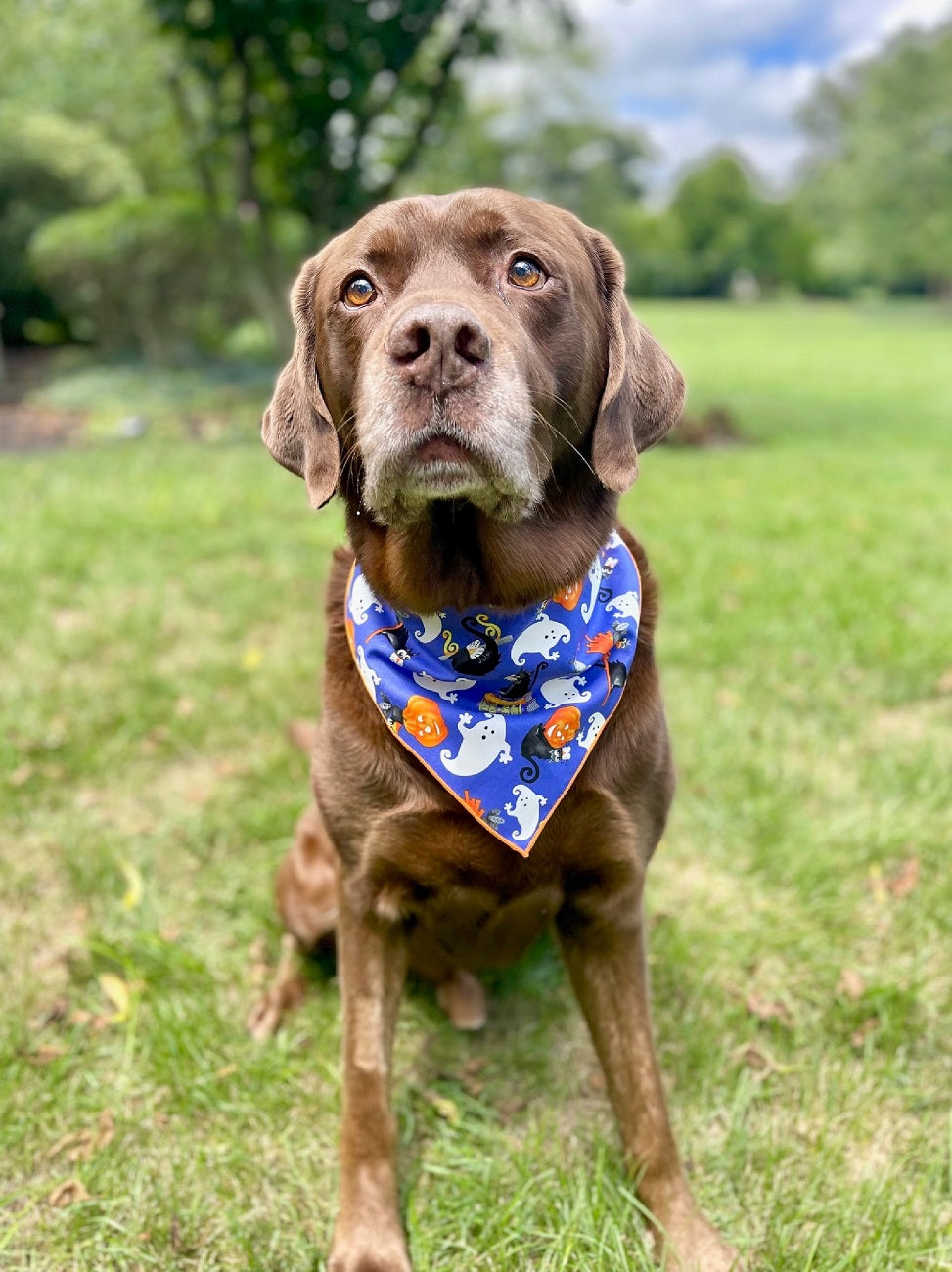 Halloween Dog Bandana - Ghosts